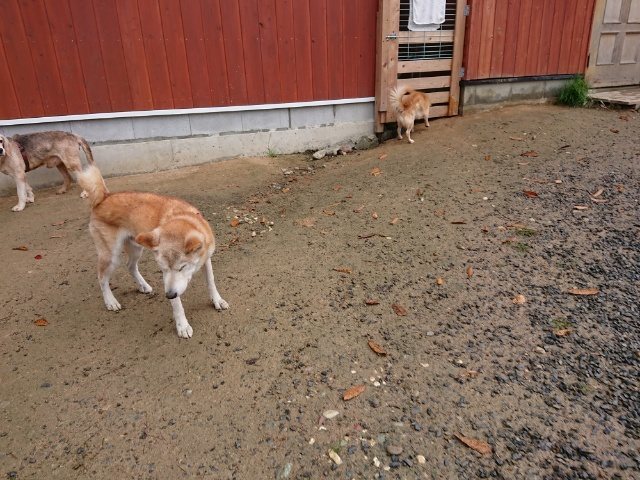f:id:roukenhome-ann:20181110144739j:plain f:id:roukenhome-ann:20181110144739j:plain