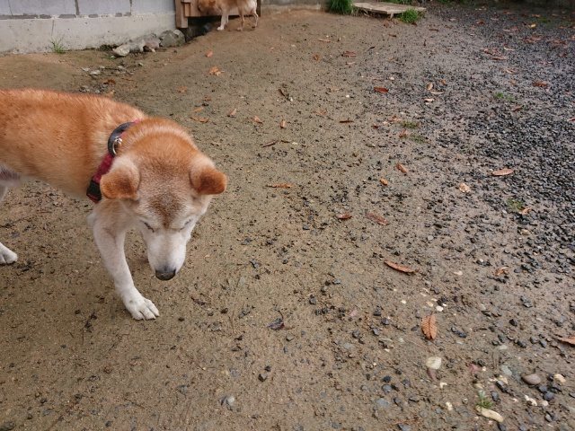 f:id:roukenhome-ann:20181110144744j:plain f:id:roukenhome-ann:20181110144744j:plain