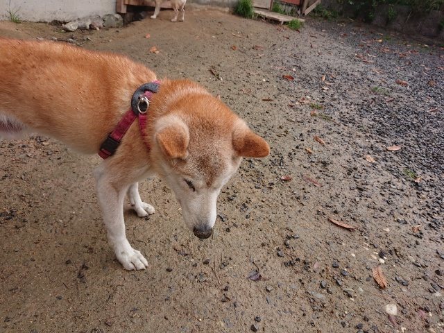 f:id:roukenhome-ann:20181110144750j:plain f:id:roukenhome-ann:20181110144750j:plain