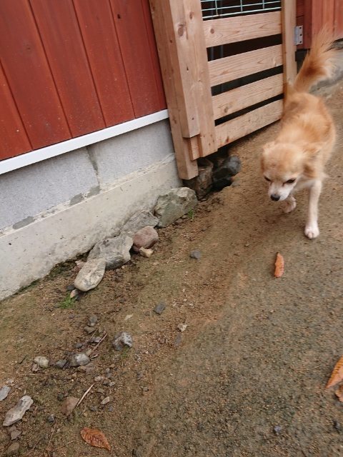 f:id:roukenhome-ann:20181110144817j:plain f:id:roukenhome-ann:20181110144817j:plain