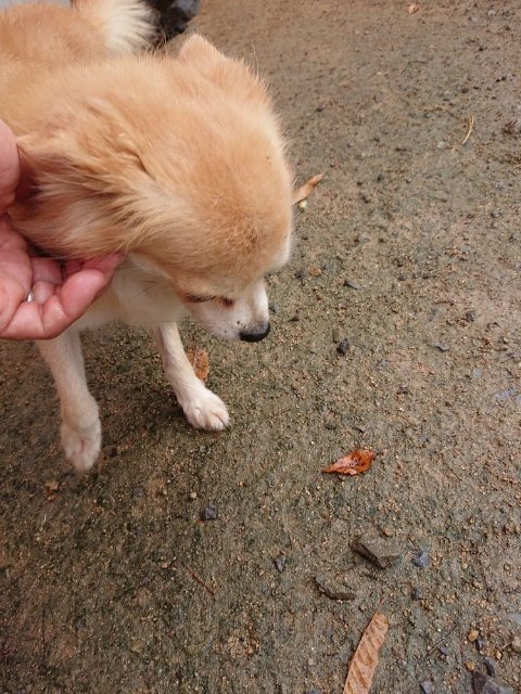 f:id:roukenhome-ann:20181110144832j:plain f:id:roukenhome-ann:20181110144832j:plain