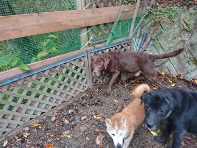 f:id:roukenhome-ann:20181110145013j:plain f:id:roukenhome-ann:20181110145013j:plain