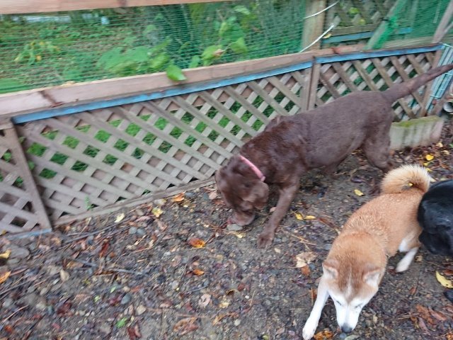 f:id:roukenhome-ann:20181110145110j:plain f:id:roukenhome-ann:20181110145110j:plain