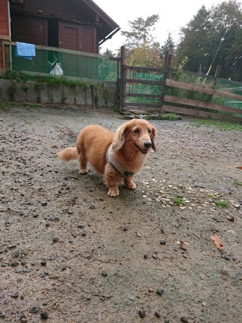 f:id:roukenhome-ann:20181110145302j:plain f:id:roukenhome-ann:20181110145302j:plain