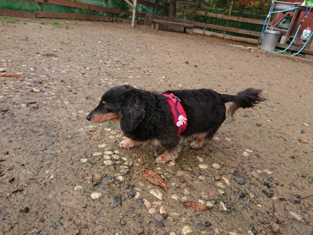 f:id:roukenhome-ann:20181110145333j:plain f:id:roukenhome-ann:20181110145333j:plain