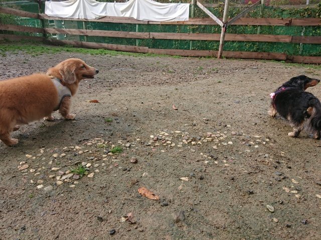 f:id:roukenhome-ann:20181110145342j:plain f:id:roukenhome-ann:20181110145342j:plain