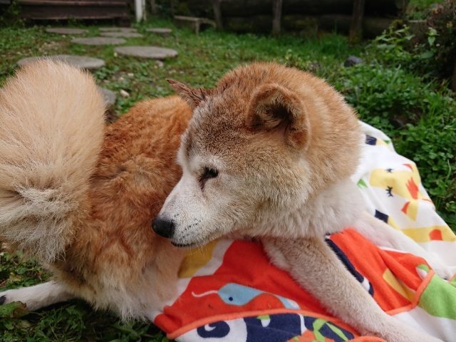 f:id:roukenhome-ann:20181110145346j:plain f:id:roukenhome-ann:20181110145346j:plain