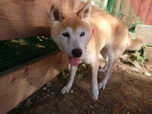 f:id:roukenhome-ann:20181110194635j:plain