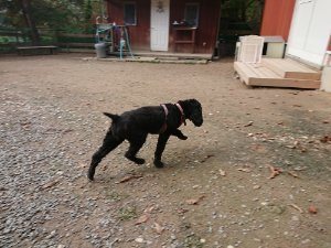 f:id:roukenhome-ann:20181111074521j:plain
