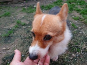 f:id:roukenhome-ann:20181111074556j:plain