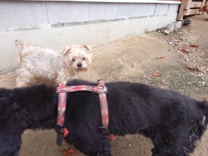 f:id:roukenhome-ann:20181111074603j:plain