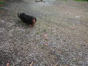 f:id:roukenhome-ann:20181111074610j:plain