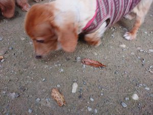 f:id:roukenhome-ann:20181111074812j:plain