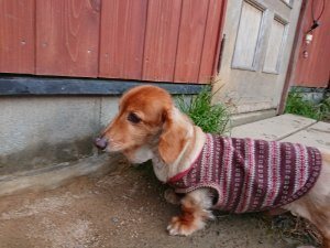 f:id:roukenhome-ann:20181111074827j:plain
