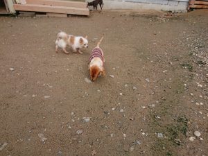 f:id:roukenhome-ann:20181111074855j:plain