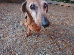 f:id:roukenhome-ann:20181111075916j:plain