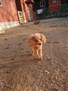 f:id:roukenhome-ann:20181111080803j:plain