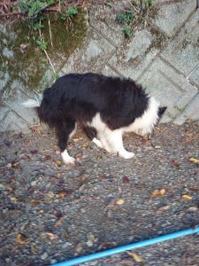 f:id:roukenhome-ann:20181111081105j:plain