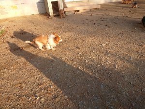 f:id:roukenhome-ann:20181111081124j:plain