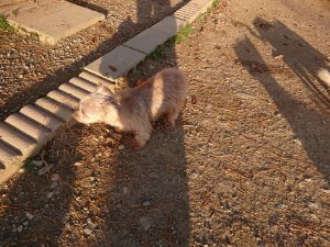 f:id:roukenhome-ann:20181111081203j:plain