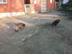 f:id:roukenhome-ann:20181111081236j:plain
