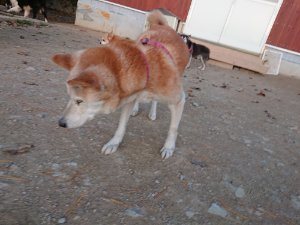 f:id:roukenhome-ann:20181111081307j:plain