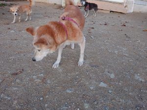 f:id:roukenhome-ann:20181111081311j:plain