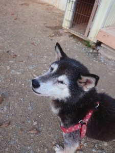 f:id:roukenhome-ann:20181111081342j:plain