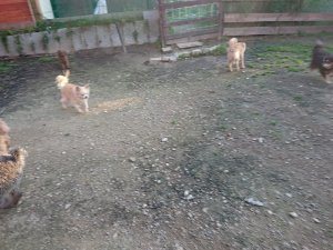f:id:roukenhome-ann:20181111081439j:plain