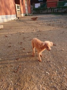 f:id:roukenhome-ann:20181111081524j:plain