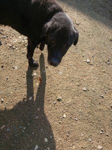 f:id:roukenhome-ann:20181112052727j:plain f:id:roukenhome-ann:20181112052727j:plain
