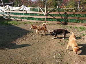 f:id:roukenhome-ann:20181112052731j:plain f:id:roukenhome-ann:20181112052731j:plain