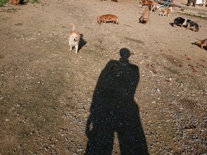 f:id:roukenhome-ann:20181112052750j:plain f:id:roukenhome-ann:20181112052750j:plain