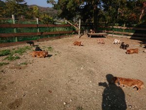 f:id:roukenhome-ann:20181112052753j:plain f:id:roukenhome-ann:20181112052753j:plain