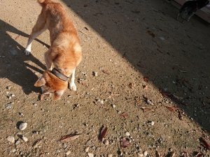 f:id:roukenhome-ann:20181112052801j:plain f:id:roukenhome-ann:20181112052801j:plain