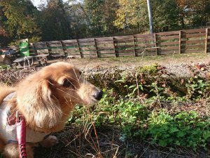 f:id:roukenhome-ann:20181112052815j:plain f:id:roukenhome-ann:20181112052815j:plain
