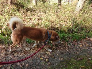 f:id:roukenhome-ann:20181112052908j:plain f:id:roukenhome-ann:20181112052908j:plain