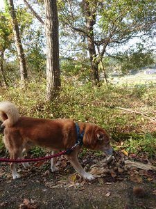 f:id:roukenhome-ann:20181112052920j:plain f:id:roukenhome-ann:20181112052920j:plain