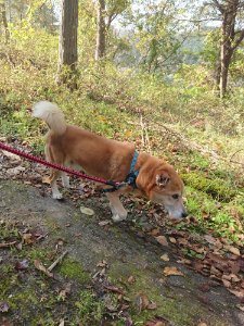f:id:roukenhome-ann:20181112052927j:plain f:id:roukenhome-ann:20181112052927j:plain