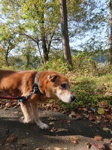 f:id:roukenhome-ann:20181112052931j:plain f:id:roukenhome-ann:20181112052931j:plain