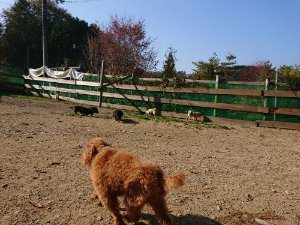 f:id:roukenhome-ann:20181112052942j:plain f:id:roukenhome-ann:20181112052942j:plain