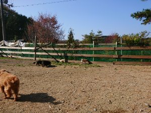 f:id:roukenhome-ann:20181112052957j:plain f:id:roukenhome-ann:20181112052957j:plain