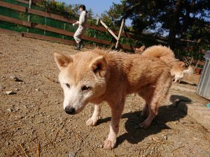 f:id:roukenhome-ann:20181112053005j:plain f:id:roukenhome-ann:20181112053005j:plain