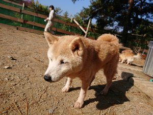f:id:roukenhome-ann:20181112053010j:plain f:id:roukenhome-ann:20181112053010j:plain
