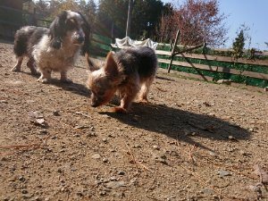 f:id:roukenhome-ann:20181112053051j:plain f:id:roukenhome-ann:20181112053051j:plain
