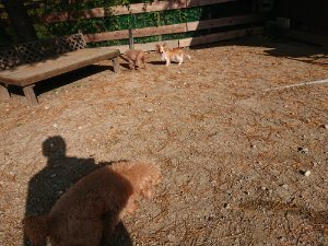 f:id:roukenhome-ann:20181112053242j:plain f:id:roukenhome-ann:20181112053242j:plain