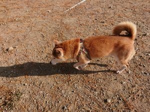 f:id:roukenhome-ann:20181112053300j:plain f:id:roukenhome-ann:20181112053300j:plain