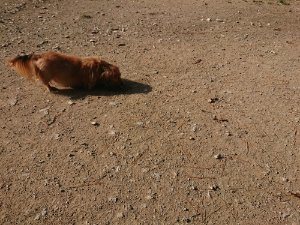 f:id:roukenhome-ann:20181112053315j:plain f:id:roukenhome-ann:20181112053315j:plain
