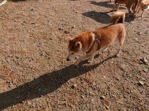 f:id:roukenhome-ann:20181112053322j:plain f:id:roukenhome-ann:20181112053322j:plain