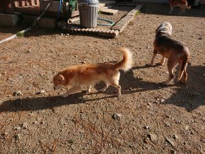 f:id:roukenhome-ann:20181112053351j:plain f:id:roukenhome-ann:20181112053351j:plain